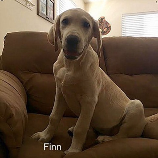 Finn out of Chip and Habi's litter 3-21-17